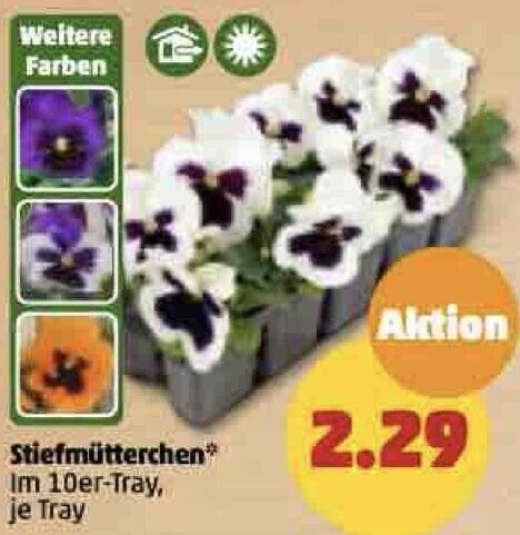 Stiefmutterchen 10er Tray Aldi