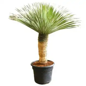 toom Baumarkt Palmlilie yucca blue swan Angebot