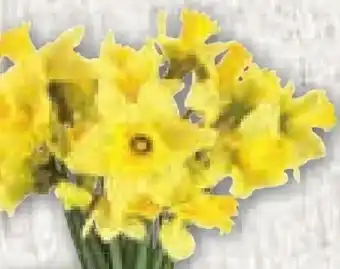 Edeka Frischemarkt Schnittblumen	narzissen Angebot