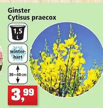 Thomas Philipps Ginster cytisus praecox Angebot