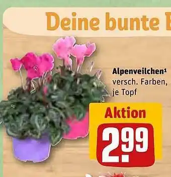 REWE Alpenveilchen Angebot