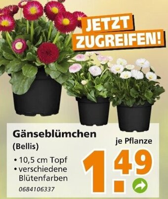 Globus Baumarkt Gänseblümchen Angebot