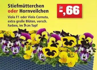 Thomas Philipps Stiefmütterchen oder Hornveilchen Angebot