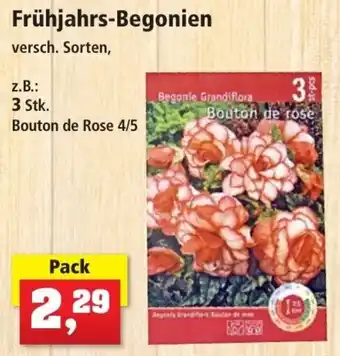 Thomas Philipps Frühjahrs Begonien Angebot