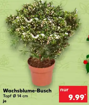 Kaufland Wachsblume Busch Angebot