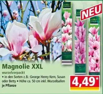 Norma Magnolie XXL Angebot