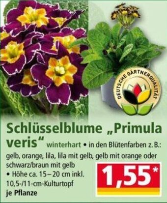 Norma Schlüsselblume Primula veris Angebot