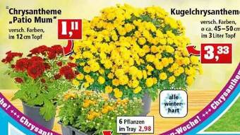 Thomas Philipps Chrysantheme „patio Mumm” Oder Kugelchrysantheme Angebot