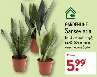 Aldi Nord Gardenline Sansevieria Angebot