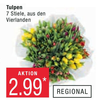 Marktkauf Tulpen Angebot