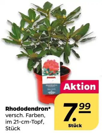 NETTO Rhododendron Angebot