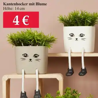 Woolworth Kantenhocker mit Blume Angebot