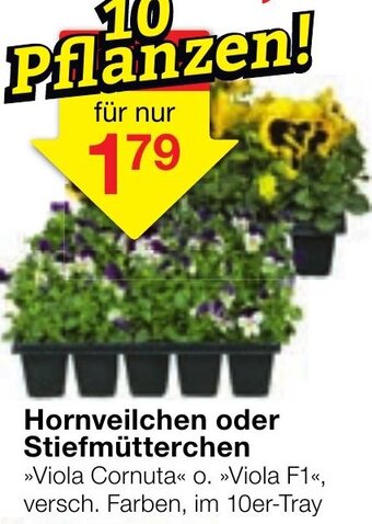 Jawoll Hornveilchen oder Stiefmütterchen Angebot