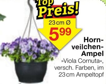 Jawoll Hornveilchen - Ampel Angebot