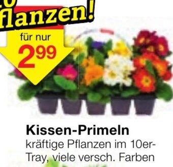 Jawoll Kissen Primeln Angebot