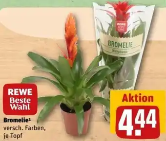 REWE Center Bromelie Angebot