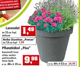 Thomas Philipps Pflanzkubel Pisa Angebot