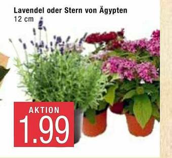 Marktkauf Lavendel Oder Stern Von ägypten Angebot