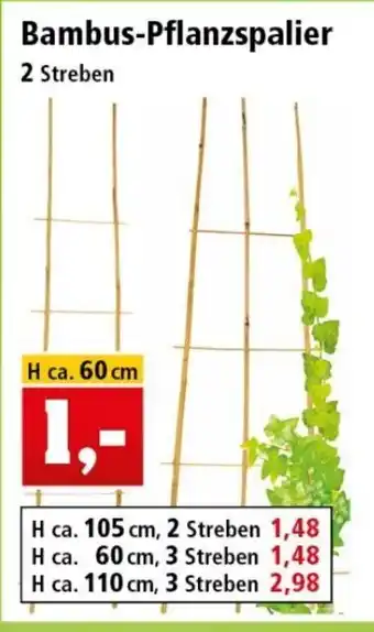 Thomas Philipps Bambus-Pflanzspalier 60cm 2 streben Angebot