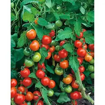 toom Baumarkt Tomaten harzfeuer Angebot