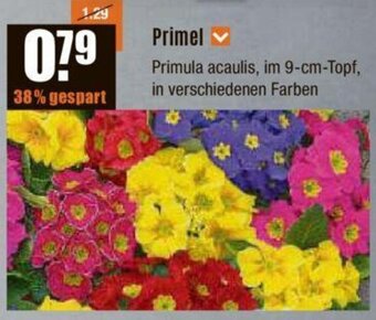 V Baumarkt Primel Angebot