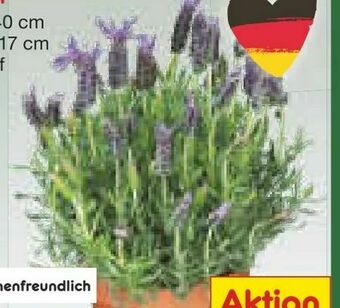 Netto Marken-Discount Lavendel Angebot
