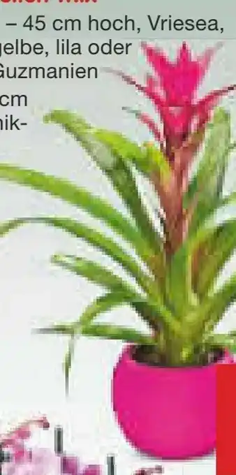 Netto Marken-Discount Bromelien-Mix Angebot