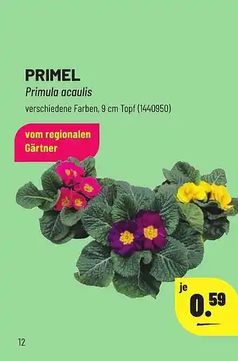 Leitermann Baumarkt Primel Angebot