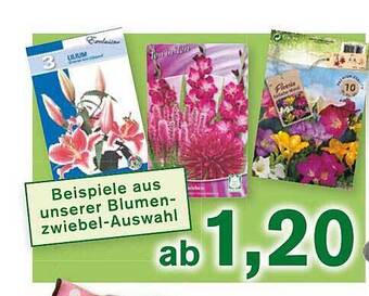 KODi Blumenzwiebel-auswahl Angebot