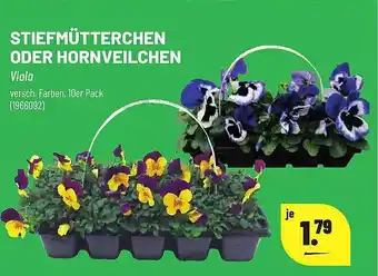 Leitermann Baumarkt Stiefmütterchen oder hernveilchen Angebot