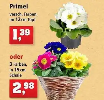 Thomas Philipps Primel Angebot