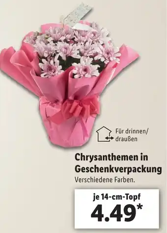 Lidl Chrysanthemen in Geschenkverpackung Angebot