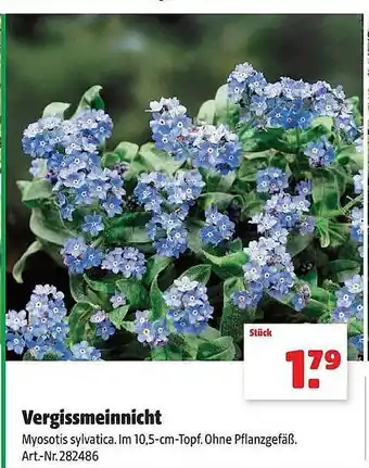 Hagebau Vergissmeinnicht Angebot