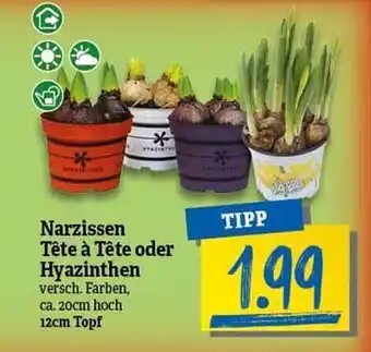 NP Discount Narzissen tête à tête oder hyazinthen Angebot