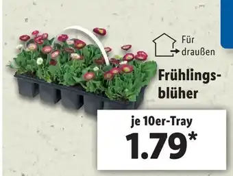 Lidl Frühlingsblüher Angebot