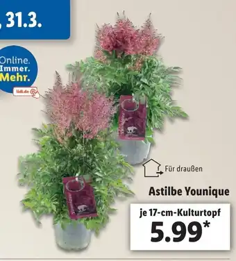 Lidl Astilbe Younique Angebot