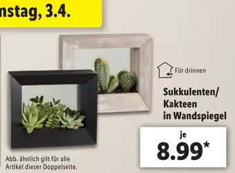 Lidl Sukkulenten/Kakteen in Wandspiegel Angebot