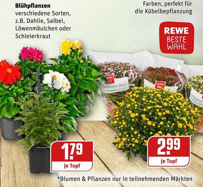 geranium zimmerpflanze Duftende Mckenabwehrende Geranien