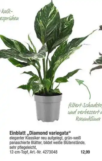 toom Baumarkt Einbblatt „diamond variegata” Angebot