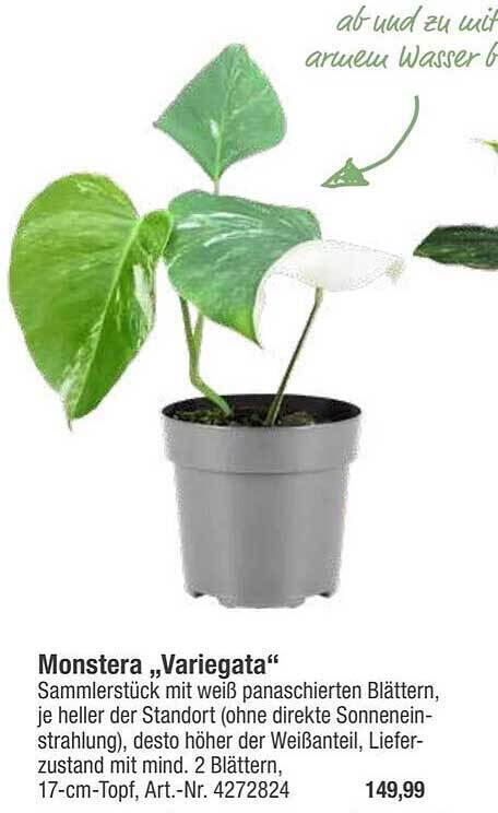 monstera india Buy Large Monstera Deliciosa Plant main image 0