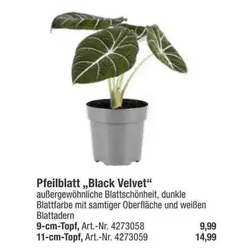 toom Baumarkt Pfeilblatt „black velvet” Angebot