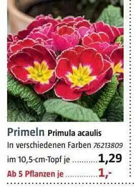Bauhaus Primeln primula acaulis Angebot