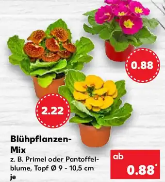 Kaufland Blühpflanzen Mix Angebot