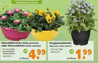 Globus Baumarkt Gänseblümchen oder hornveilchen oder vergissmeinnicht Angebot