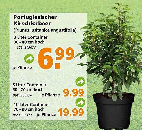 Portugiesischer kirschlorbeer Angebot bei Globus Baumarkt
