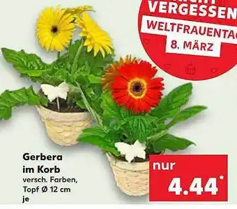 Kaufland Gerbera im korb Angebot