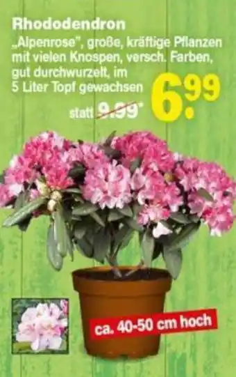 Repo Markt Rhododendron ca. 40-50 cm hoch Angebot