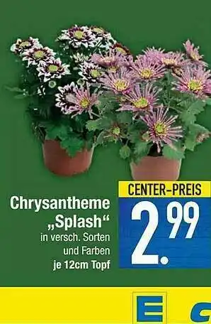 E-Center Chrysantheme „splash” Angebot