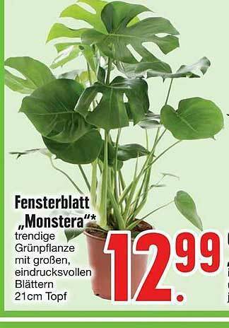 Fensterblatt monstera Angebot bei Edeka