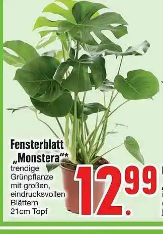 Edeka Fensterblatt „monstera” Angebot